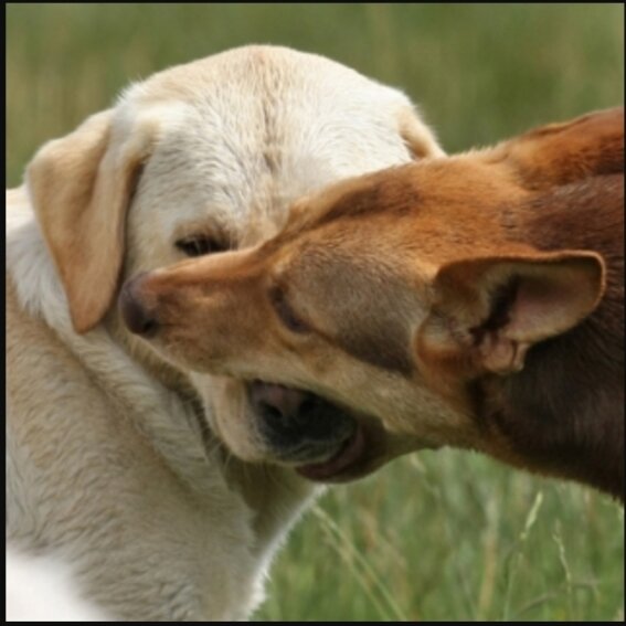                                  "Захват морды"