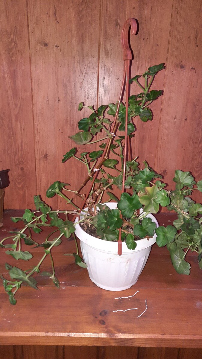 Подвязка Пелагронии. Фото автора