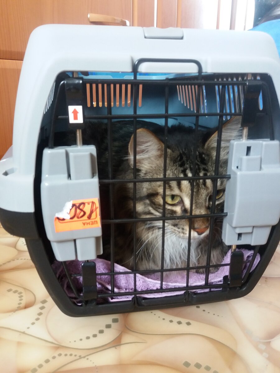 Примеряем покупку