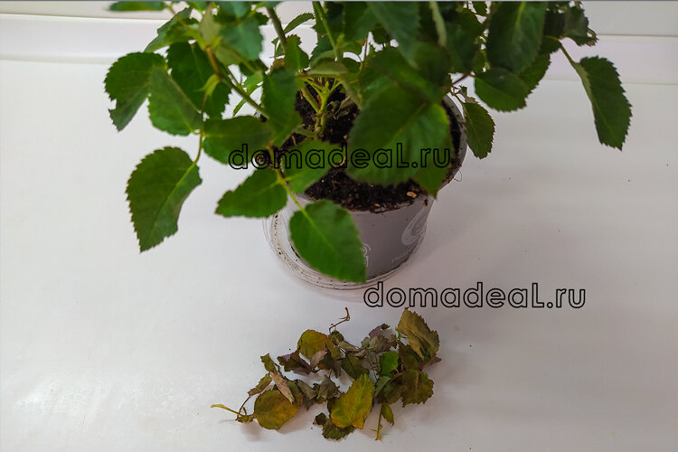 пересадка розы из магазина