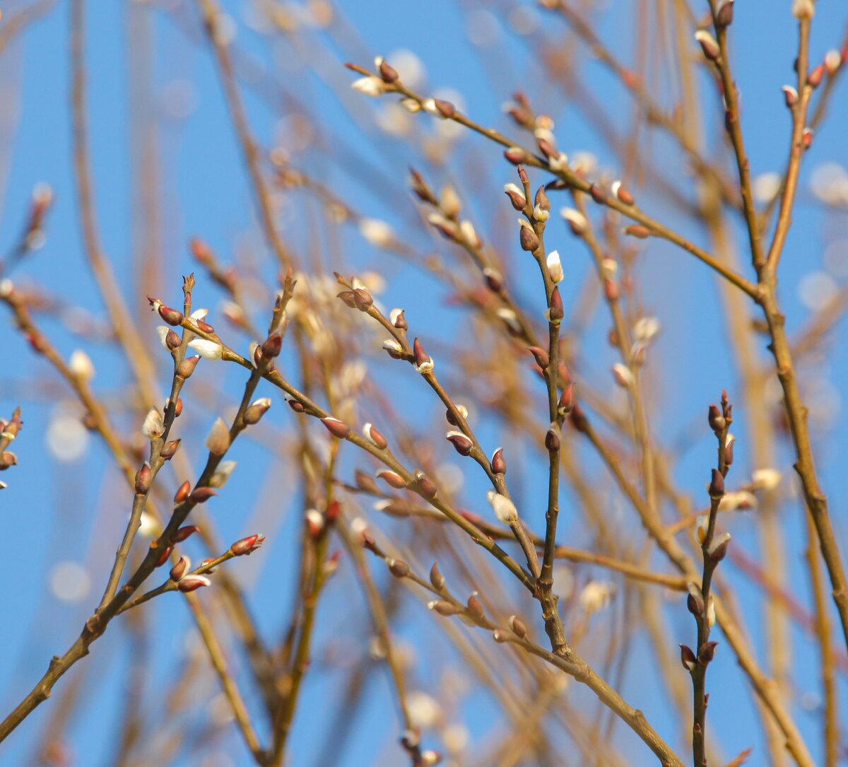 Стебли вербы. Куст вербы. Цветущая верба. Почки вербы. Ива остролистная верба.