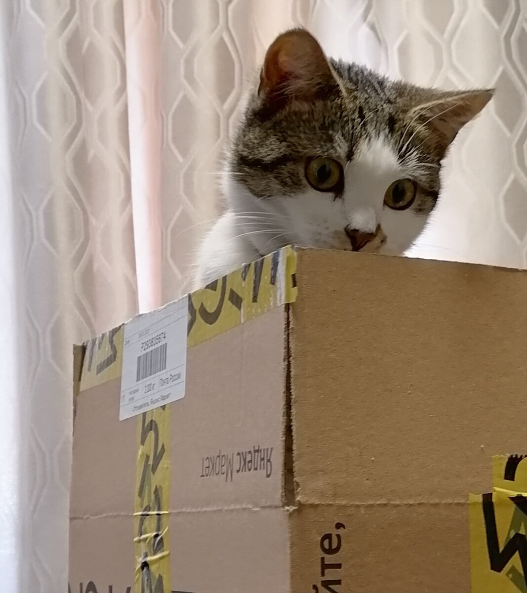 Посылка Яндекс. 