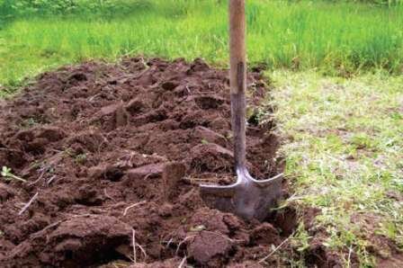 Огород без хлопот: не копать, не полоть и не поливать
