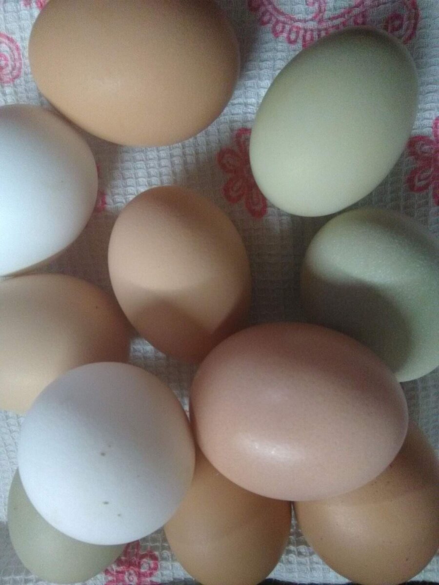 ВСЕ ФОТО АВТОР. ФОТО СО СВОЕГО ПОДВОРЬЯ.