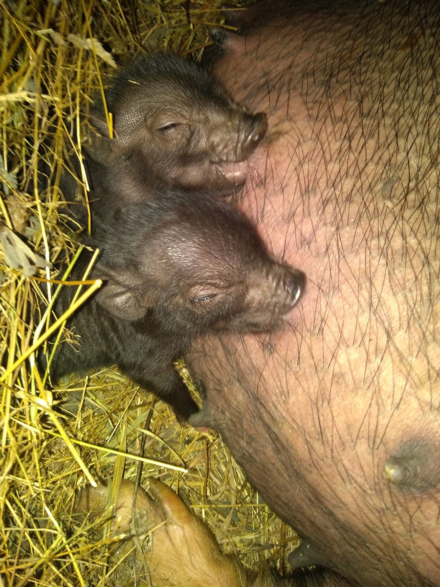 Такие вот довольные пятачки, сосут Фросю. 