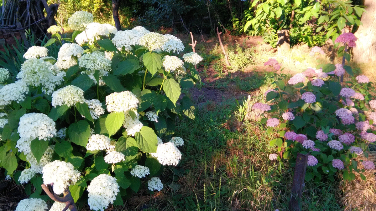 Фото автора. Гортензии древовидные, белая и розовая.  Белая сорт стронг Аннабель, розовая - пинк Аннабель. 