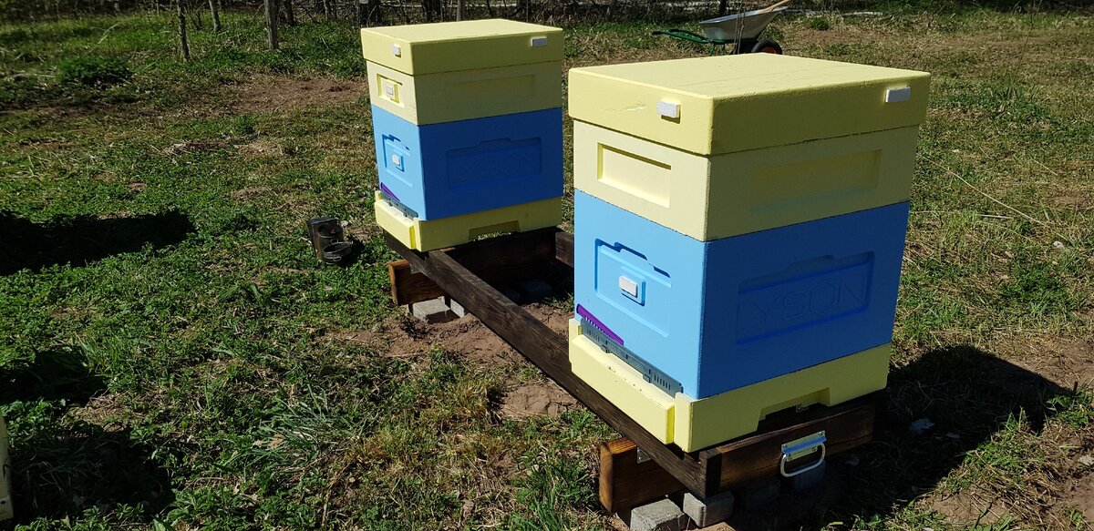 пока заселяем два улья "лысонь", они из ППУ, лёгкие и тёплые, Дадан на 10 рамок