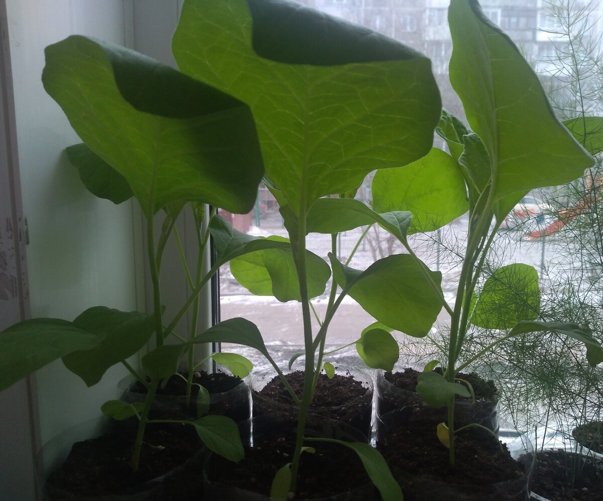 Мои баклажаны 19.04.21.