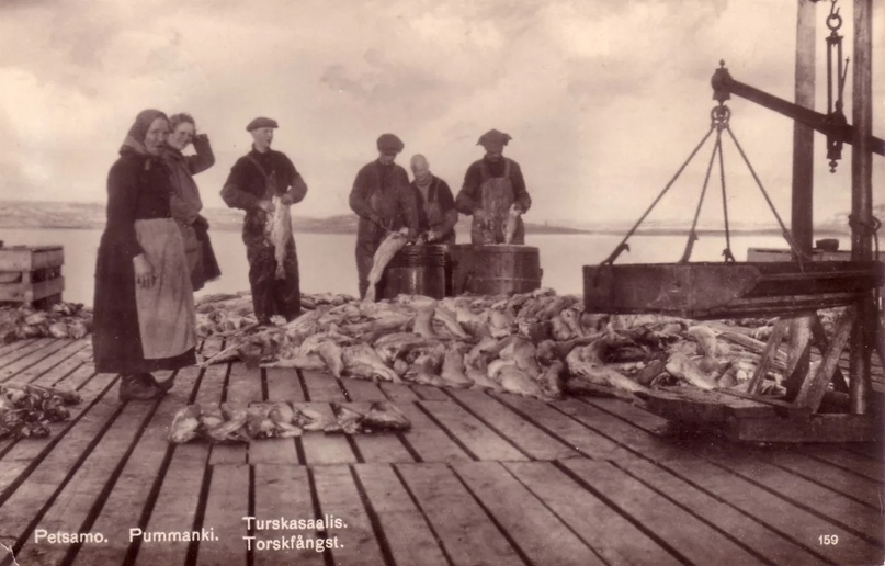 Заготовка трески