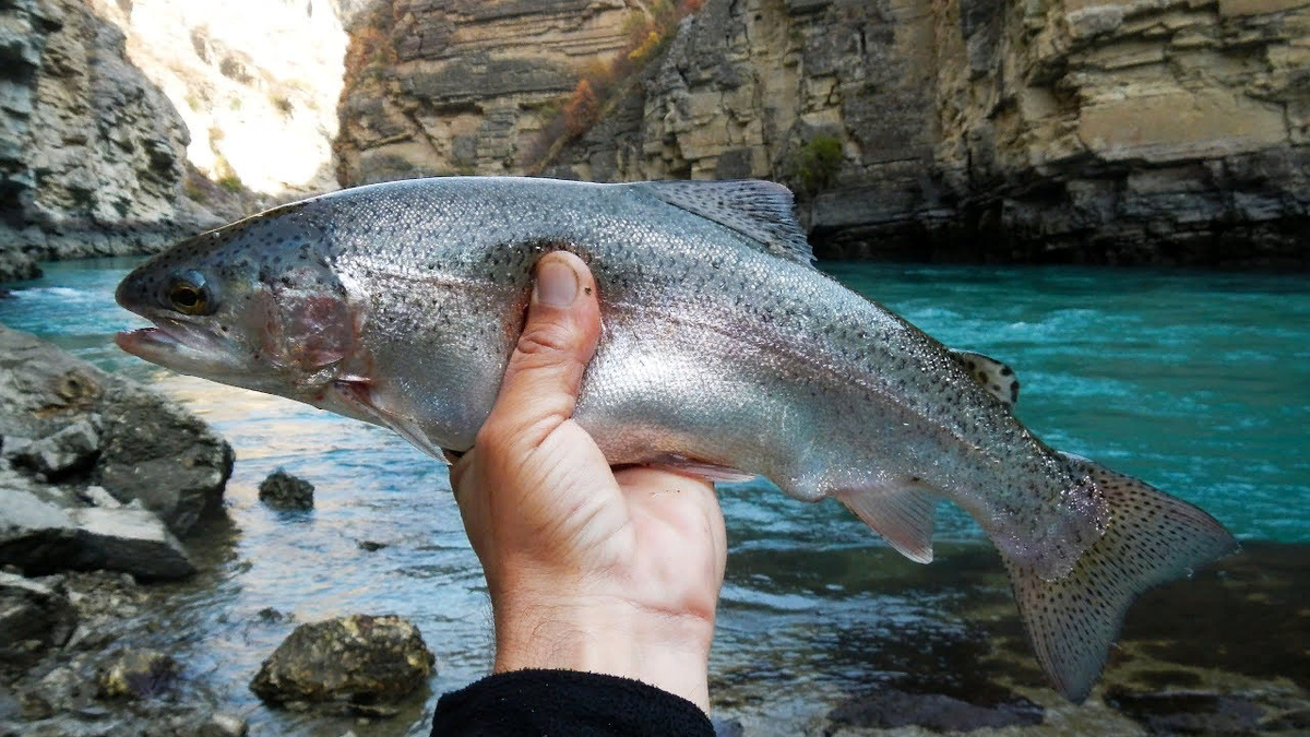 Форель в черном море водится. Сулакский каньон в Дагестане рыбалка. Сулакский каньон форель. Сулакский каньон рыбалка форель. Эйзенамская форель.