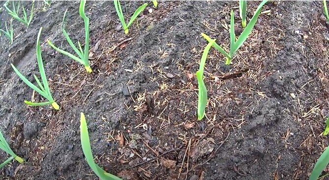 Озимый чеснок на 23 апреля