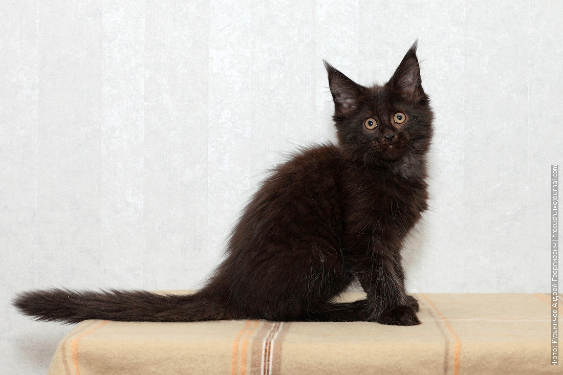 мейн-кун. мейн кун черный солид фото. котят мейкун черный солид. мейн кун черный. блю ридж питомник мейн кунов.