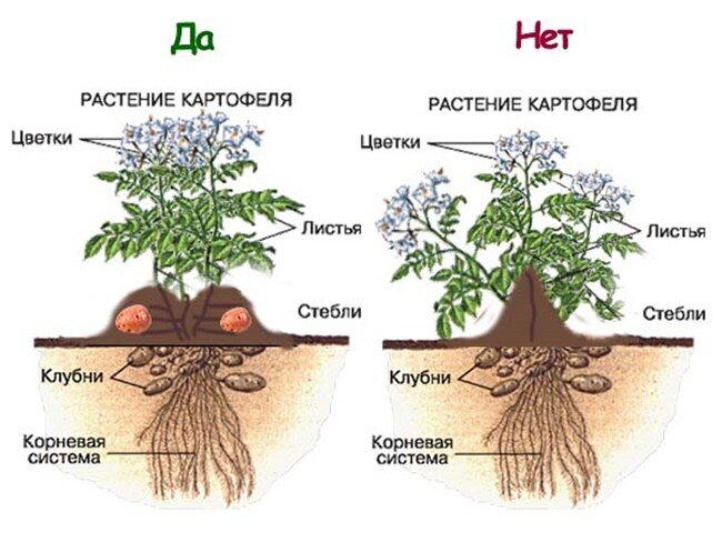 Традиционные и необычные способы посадки картофеля