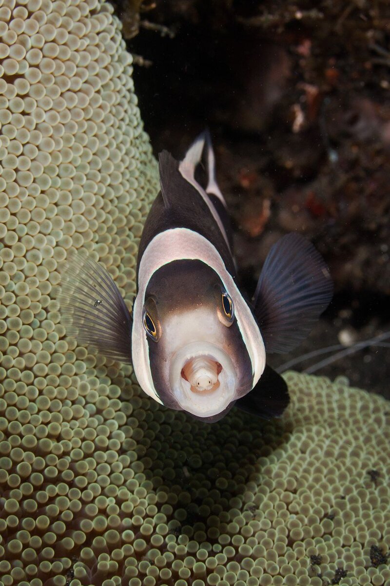Рыба-клоун Amphiprion polymnus с паразитической изоподой Cymothoa exigua во рту. Пролив Лембеха, Индонезия, 2009. Фото ©  Ross Gudgeon с сайта gudgeon.id.au