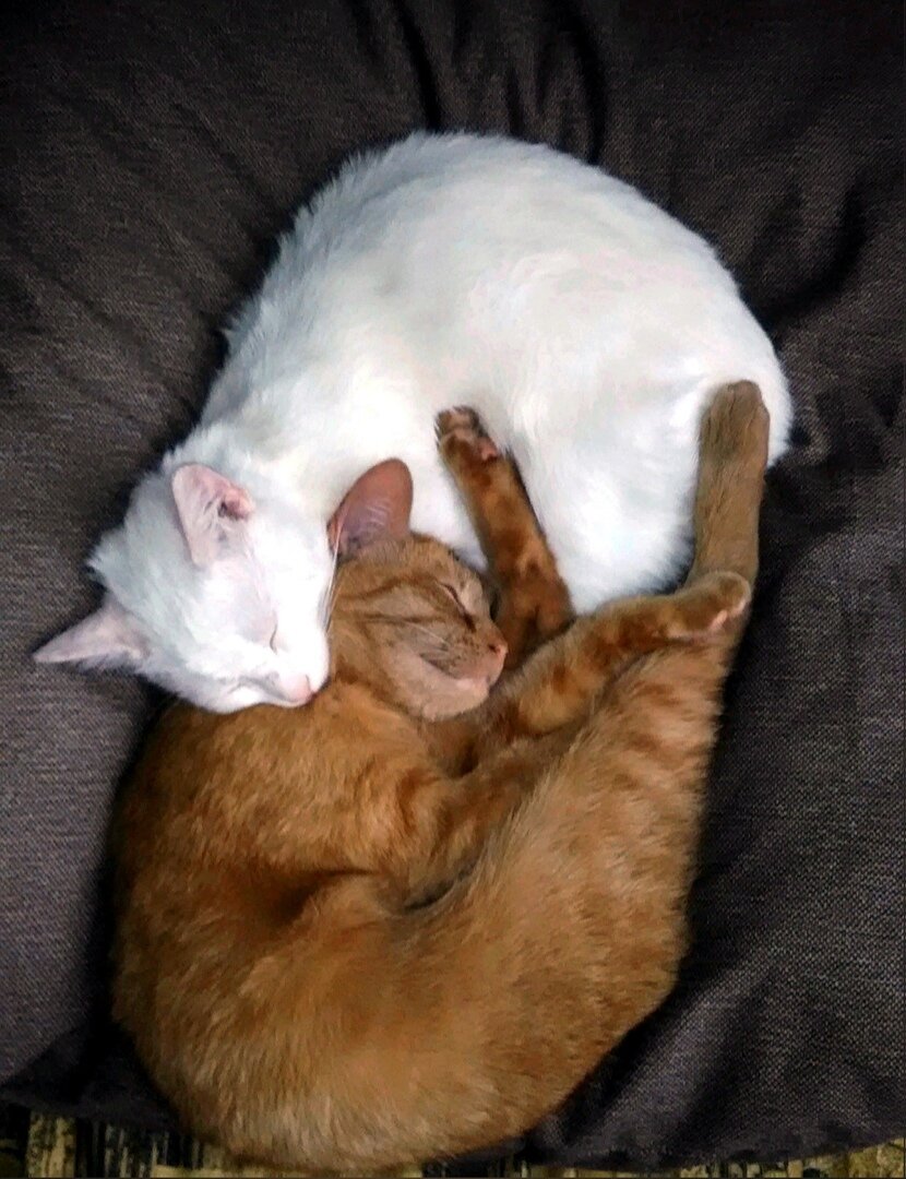 Котики - лучшее украшение для любой квартиры.