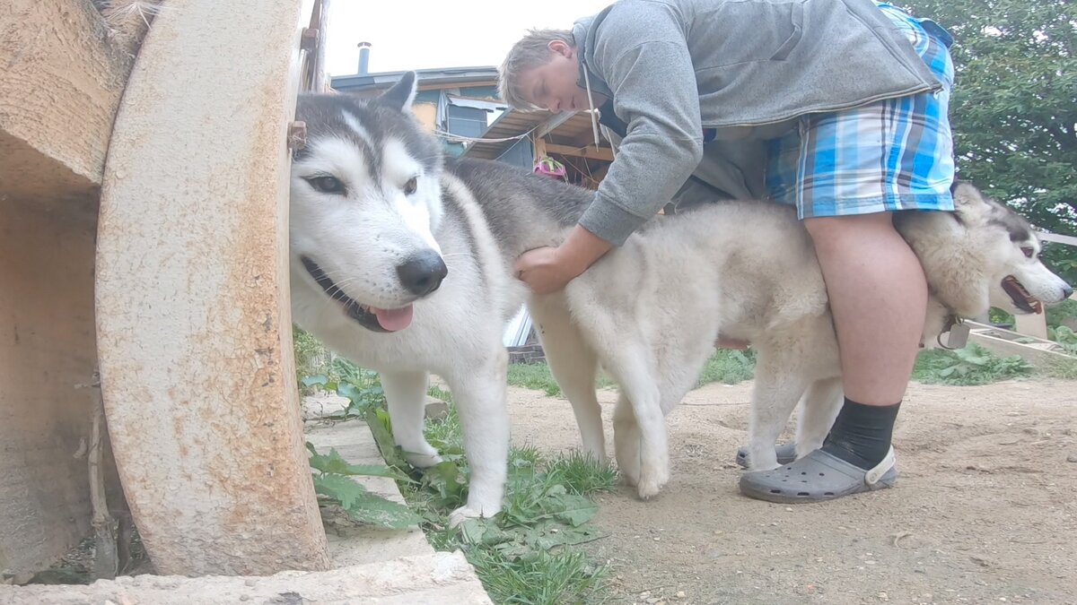 КОБА И МИРА. 