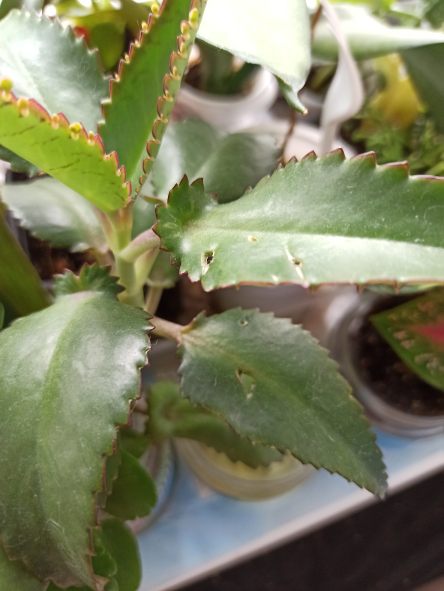 Комнатные растения могут оказаться под угрозой, собственно как и зверёк, потому что многие из них ядовиты для животных. Но Лютика они почти не интересуют. Черенки часто ему мешают просто добраться до воды, чтобы окунуть туда свой розовый нос.