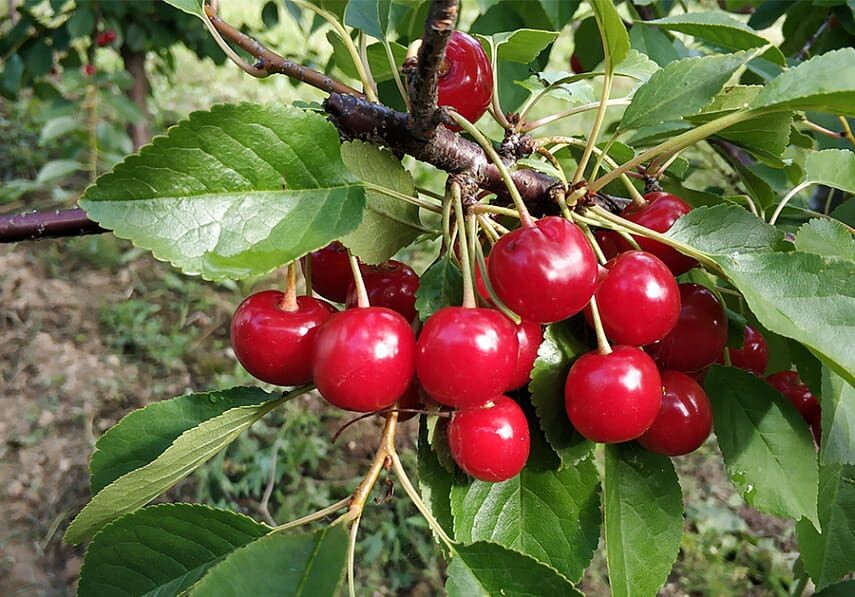 Сезон - начало июня - август. 