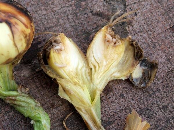 Муха луковая (Delia antiqua) похожа на обычную комнатную муху. Ее тельце в среднем достигает длины 6-7 мм и имеет желтовато-серый окрас. Первый лёт этого вредителя приходится на вторую половину весны и совпадает с периодом цветения одуванчика.


Луковая муха. Фото с сайта macroid.ru

Самки луковой мухи откладывают яйца группами (7-12 шт.) на луковой плантации, чтобы будущим личинкам было удобнее добираться до лакомого овоща. Яйцекладку они устраивают как на самих луковках (между чешуйками на части головок, выступающих их земли), так и под комочками грунта в междурядьях.

Спустя несколько дней из яиц вылупляются белые безногие личинки, достигающие длины 10 мм. Они прямиком направляются к донцам головок, внедряются в мякоть лука и начинают выедать ее изнутри. 


Личинки луковой мухи. Фото с сайта garden8.ru

Через 2-3 недели, наевшись досыта, они выходят из луковиц и окукливаются в почве на глубине 15-20 см. А спустя еще 2-3 недели из этих куколок вылетает новое поколение зловредной мухи и все начинается по кругу.

В благоприятные сезоны с умеренно теплой погодой и достаточным количеством осадков лук может подвергаться атакам 2-3 поколений этого вредителя. При массовом размножении мухи в одной луковице обнаруживается сразу несколько десятков таких омерзительных червячков. Поврежденные головки размягчаются, загнивают и становятся абсолютно непригодными для употребления в пищу.


Луковицы, поврежденные личинками луковой мухи. Фото с сайта fermoved.ruОписание вредителя
