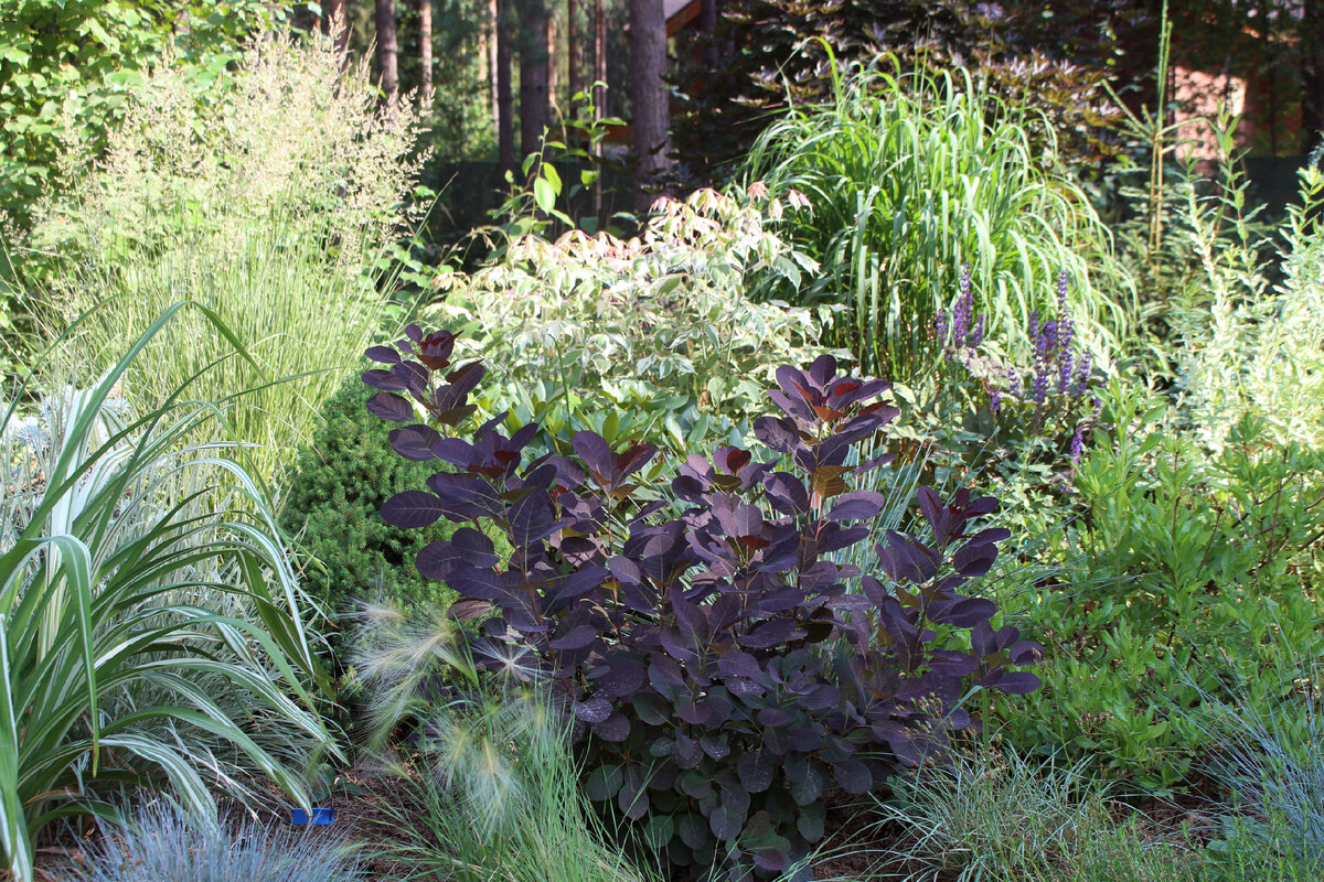 1. Злаки в нашем саду в июле