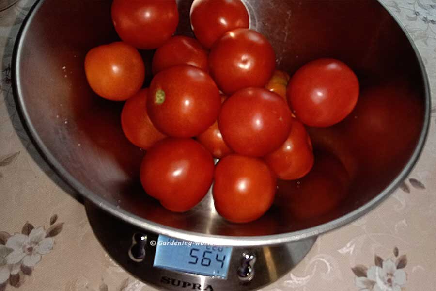 Помидоры - около 500 гр.