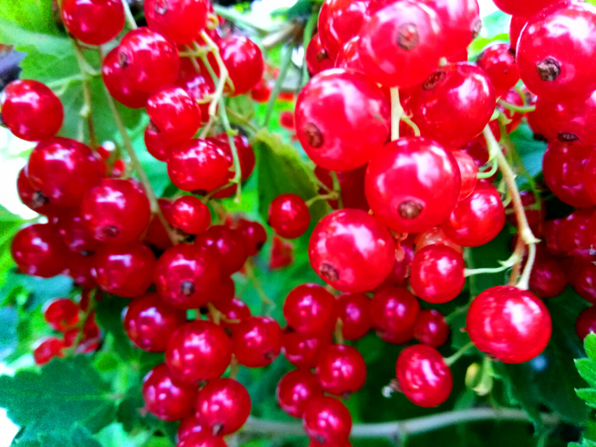 Красная смородина, вкусная и полезная