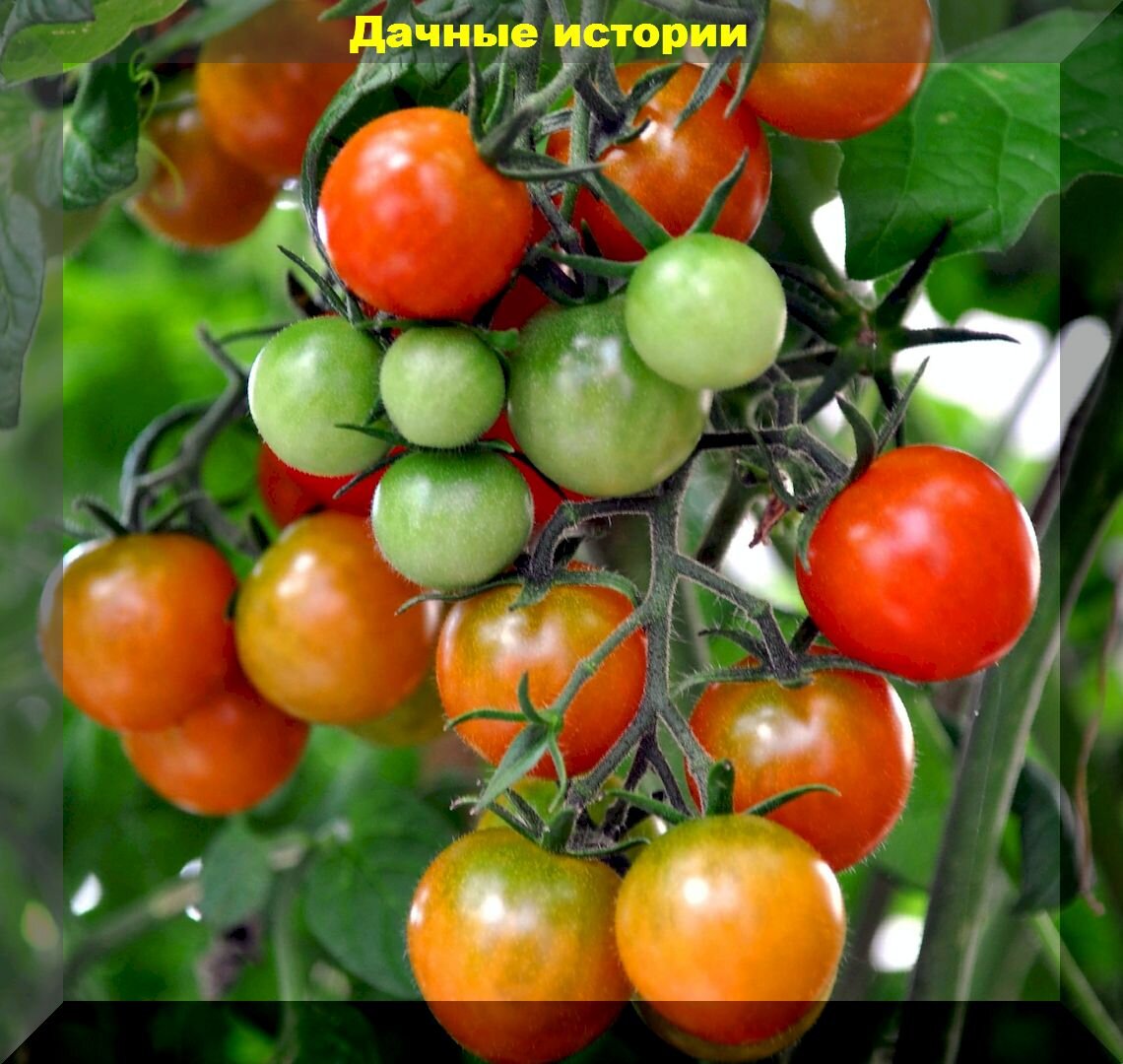 https://vk.com/photo-159774511_457248693