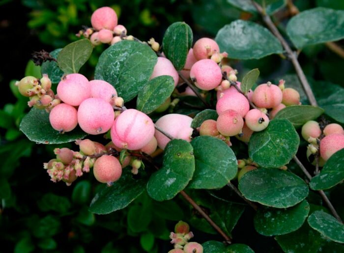 Снежноягодник белый (лат. Symphoricarpos albus)