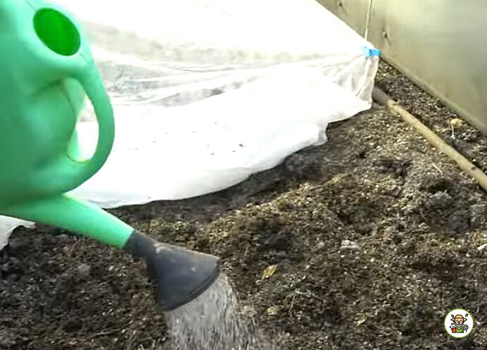 Проливаем почву