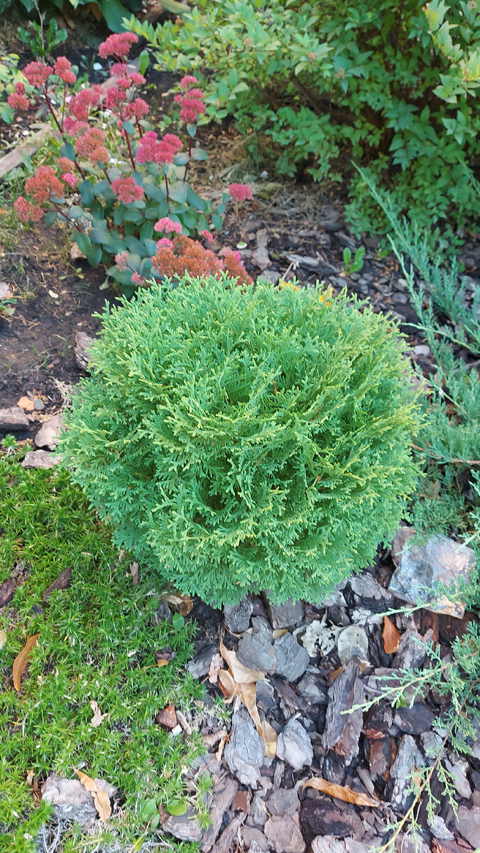 Флокс шиловидный около туи (фото автора канала)