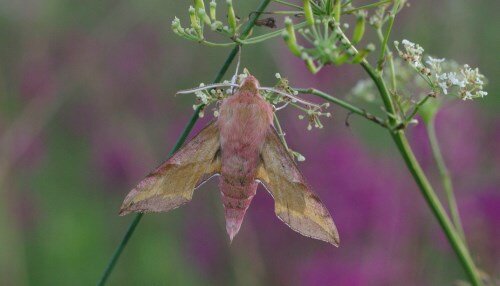 Deilephila porcellus (Бражник винный малый). Торжокский район, д. Добрыни. 17.06.2019. Фото Светланы Рысенковой