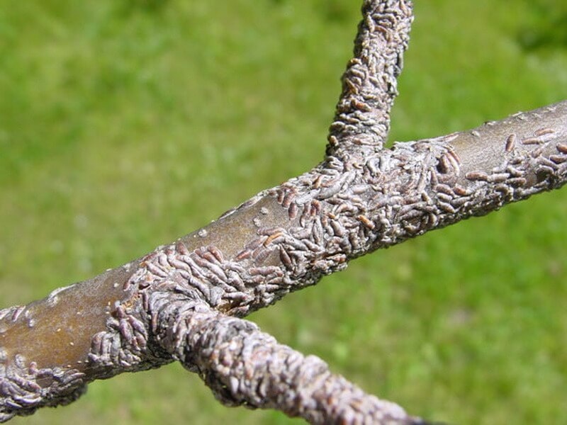 Щитовка (фото Яндекс-картинки)