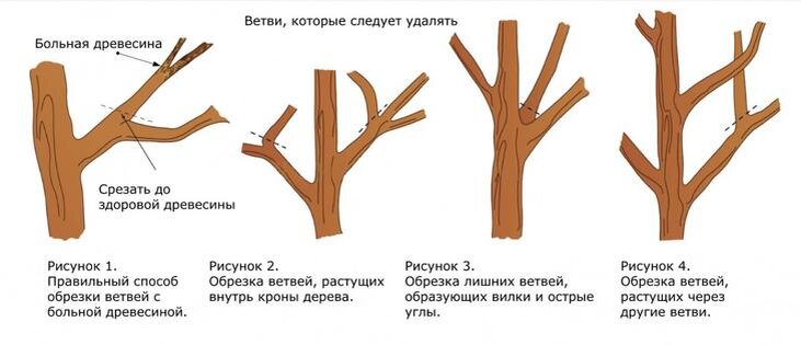 Чудесная картина на срезе дерева