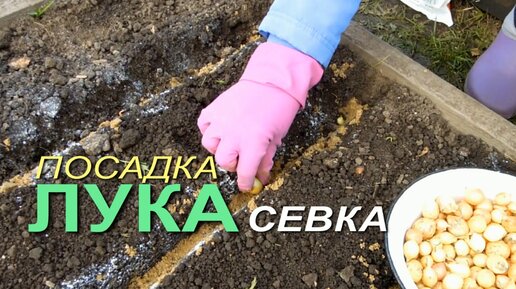 Посадка ЛУКА СЕВКА на репку ОСЕНЬЮ!