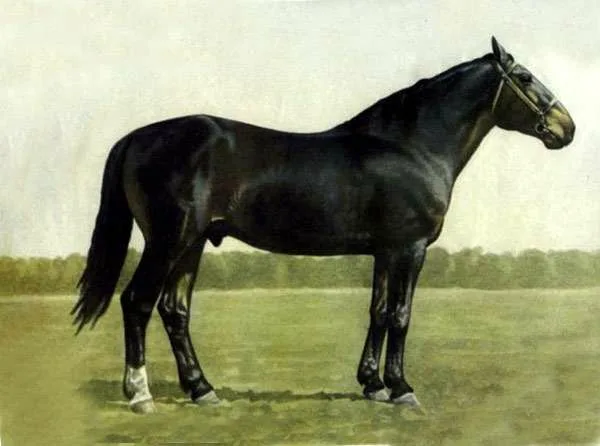 Досторнская верховая (рабоче-упряжная лошадь с достаточной для рыси подвижностью)