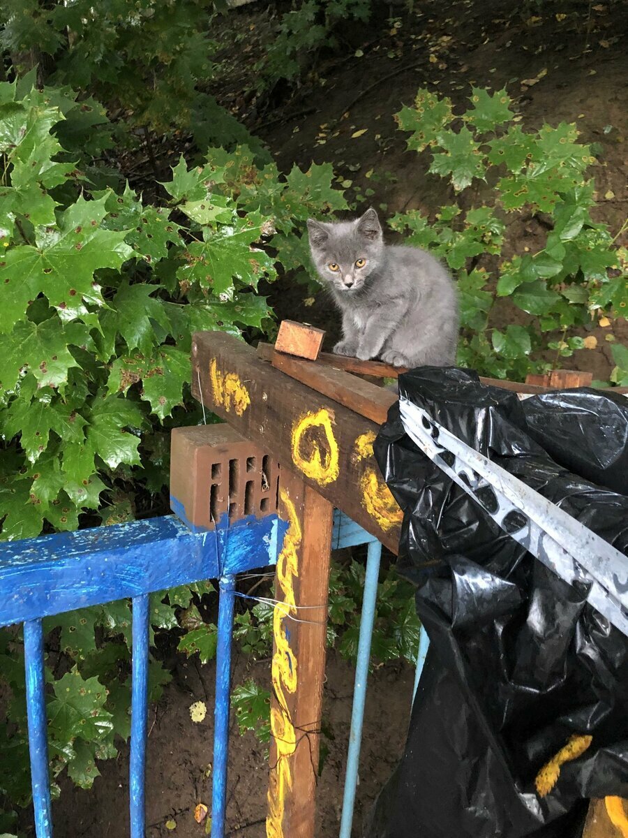 Ждет еду(