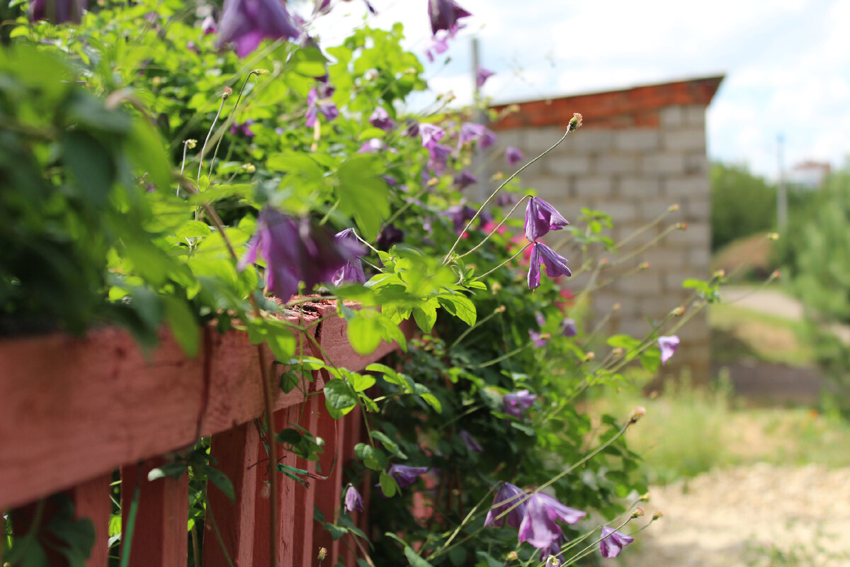 Друзья мои, я должна признаться - я лентяйка. Весь сезон я пробегала и так не сделала нормальных фото. На телефоне есть кое-что, но качество фото на телефон и на хороший фотоаппарат сильно отличаются.  А те фото, что я успела сделать в хорошем качестве я случайно удалила с компьютера(((