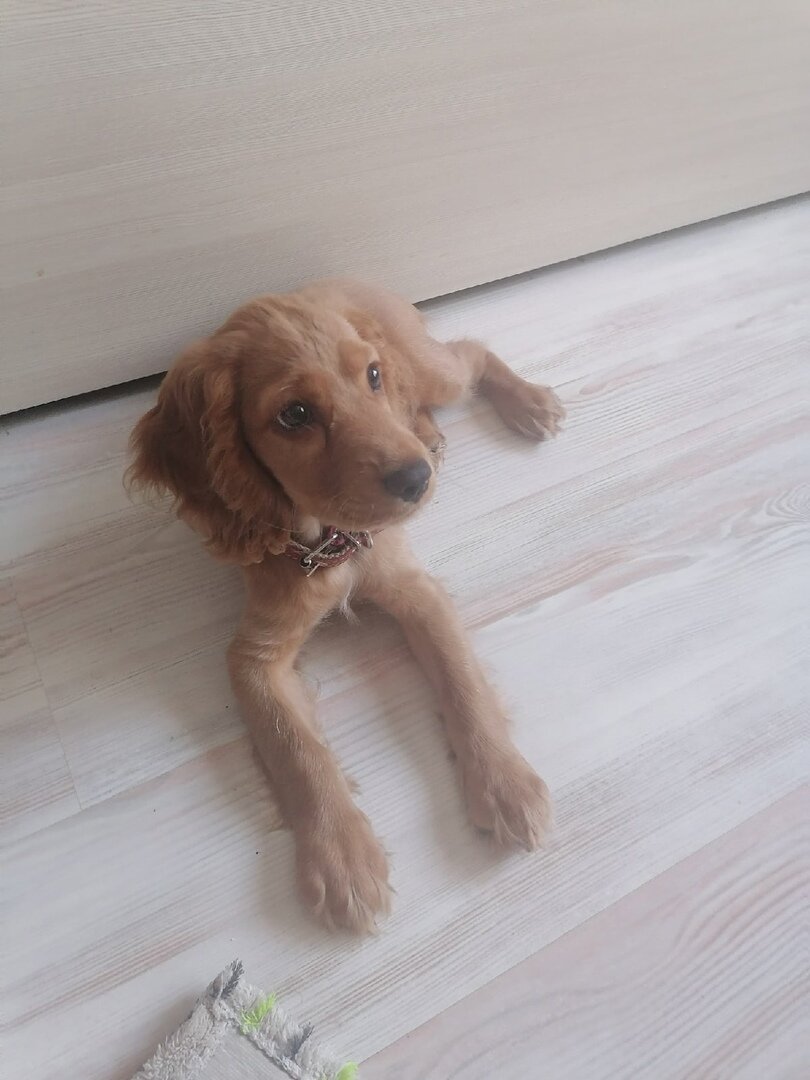 Наша Алита.