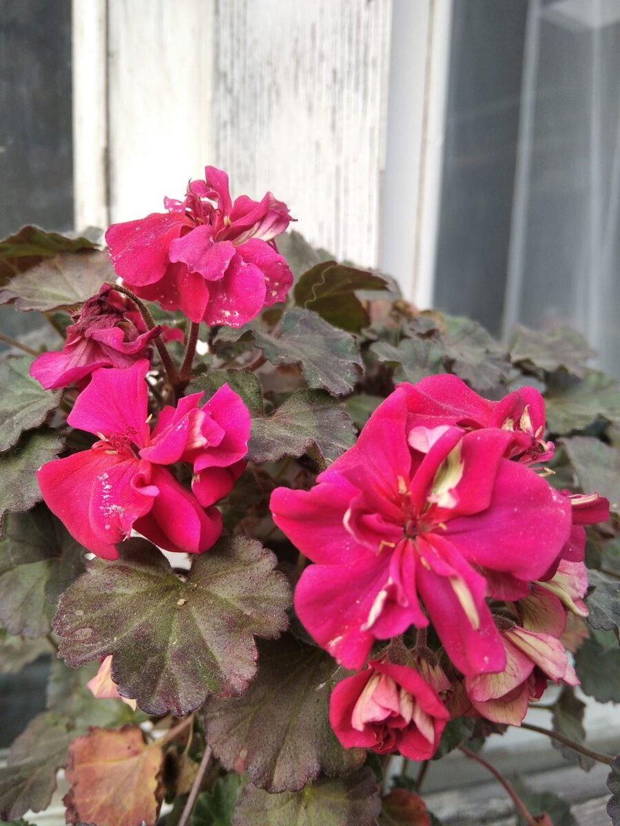 Пеларгония "Minx" 28 октября 2021 года. 