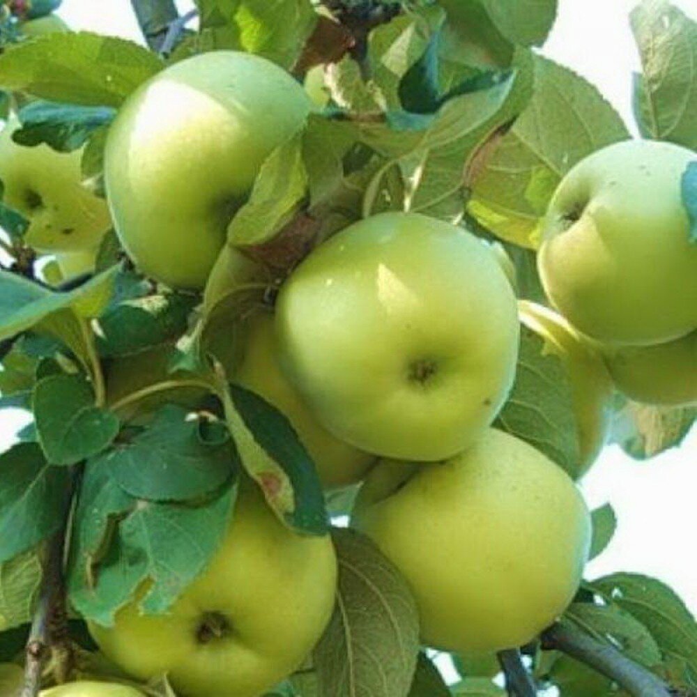 Феникс сорт яблони. Алтайские яблони. Яблоня ранетка пурпуровая. Яблоня горноалтайское. Яблони полукультурка алтайское.