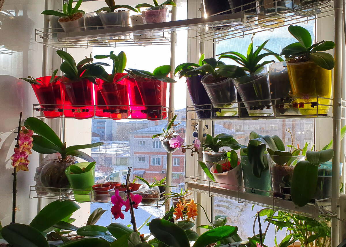 А еще я сняла сегодня светозащитную пленку. Световой день сильно сократился, попробую оставить их с естественным светом, надеюсь, не поджарятся.