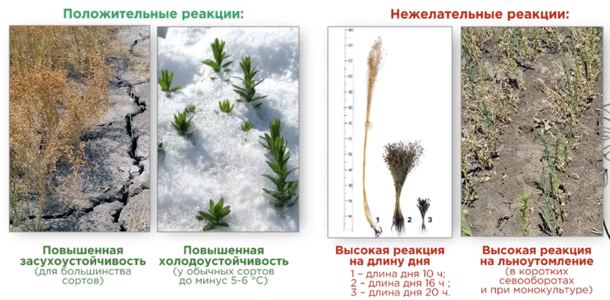 Адаптивные сорта. Провокационные фоны в селекции. Адаптивность сайта. Адаптивные сорта. Адаптивные сорта.