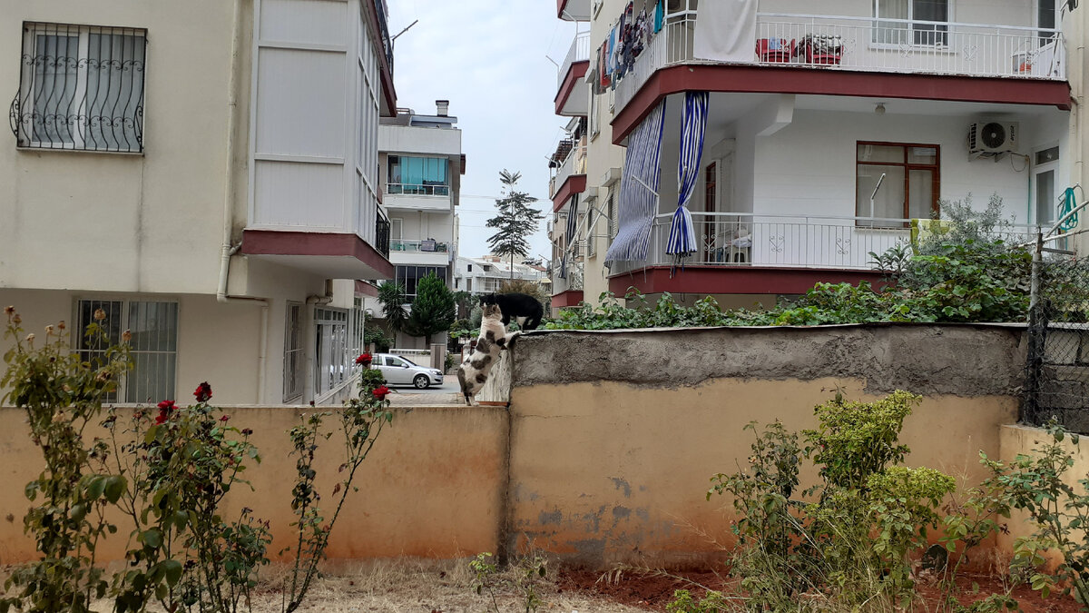 "Гости". Фото автора