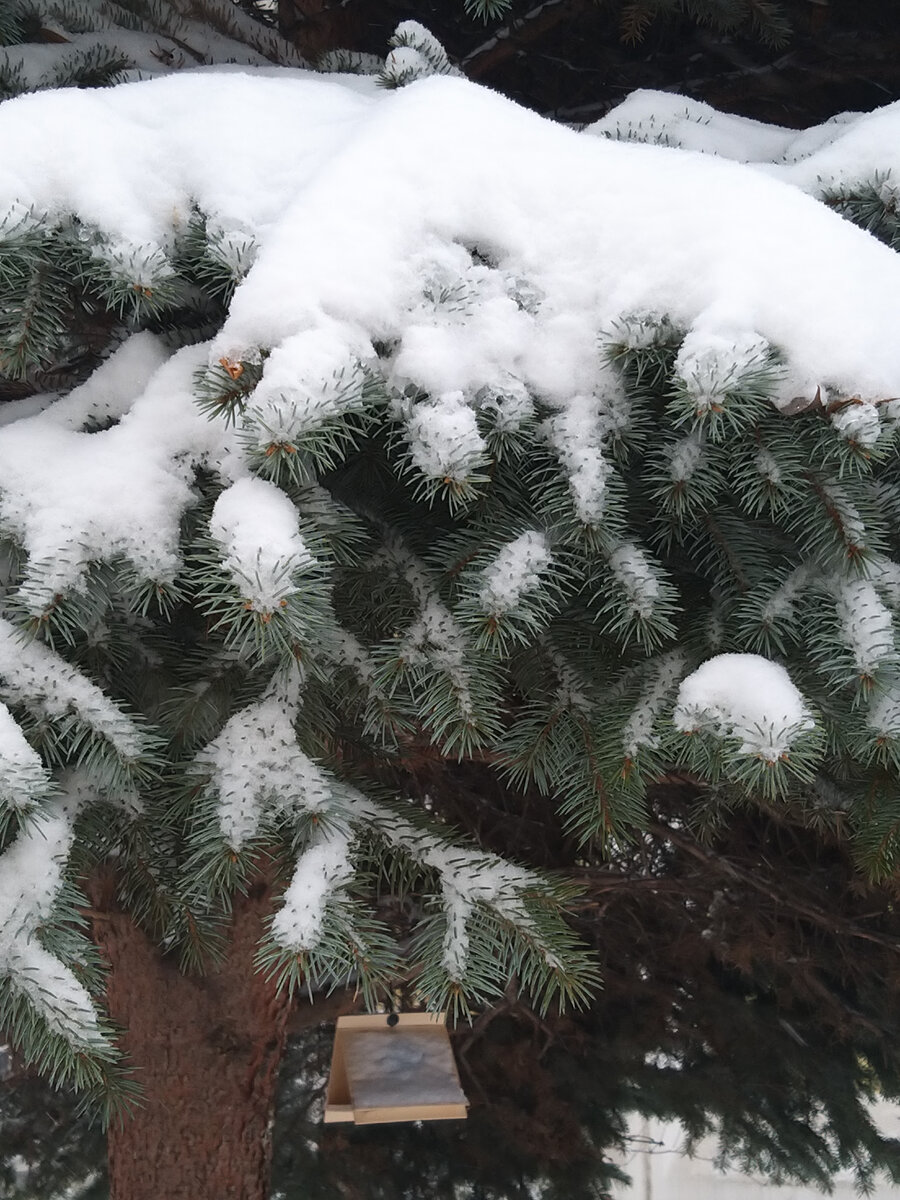 Зима, фото автора