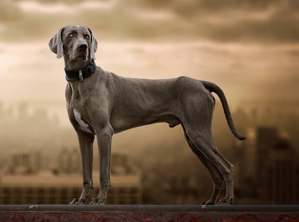 Красавец веймаранер (Фото: https://krasivosti.pro/sobaki/9653-vejmaraner.html)
