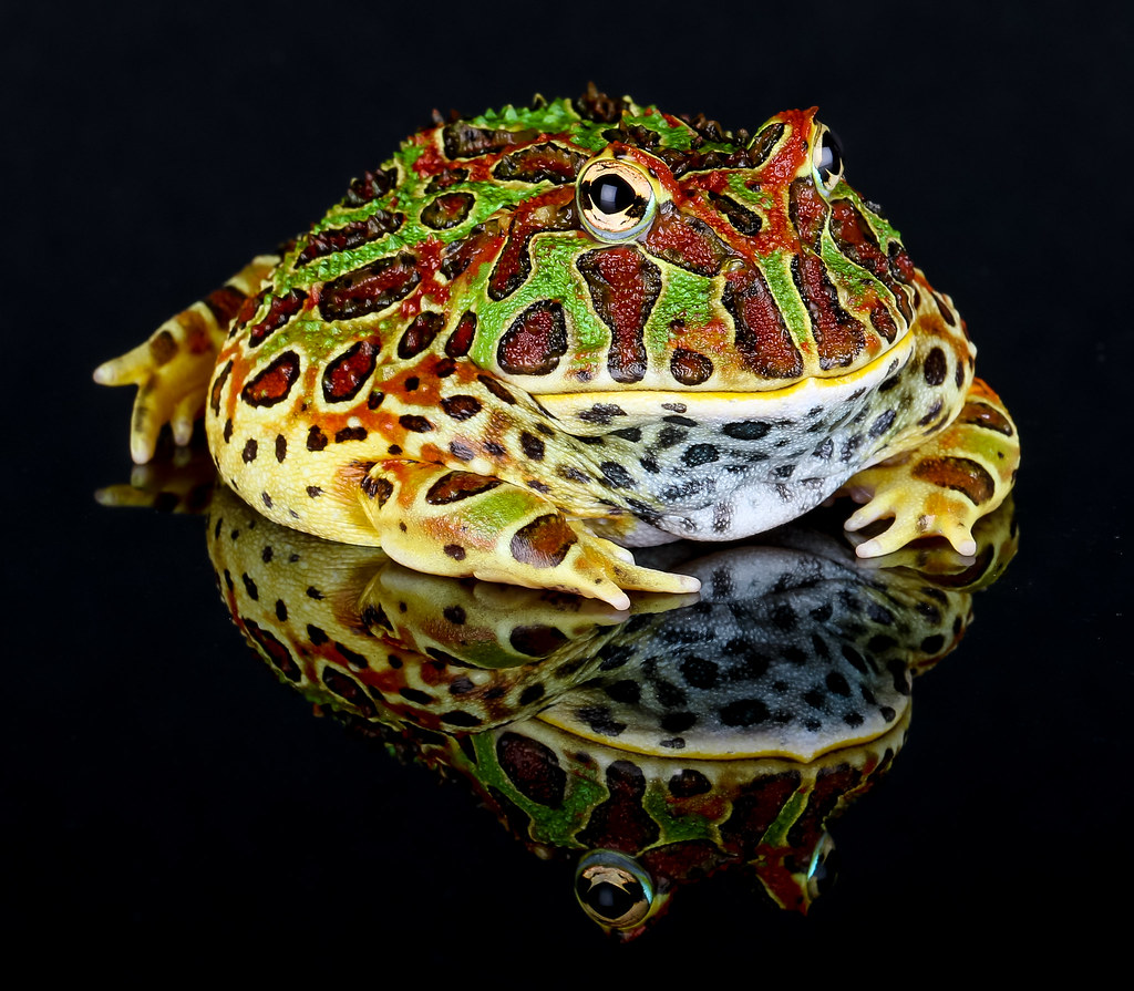 Украшенная рогатка (Ceratophrys ornata) населяет Аргентину, Уругвай и Южную Бразилию. Как и другие рогатки, эта амфибия отличается крупными размерами (дорастает до 16,5 сантиметра) и охотится на крупных беспозвоночных и мелких позвоночных, включая ящериц и грызунов.
Chris Parker / Flickr
