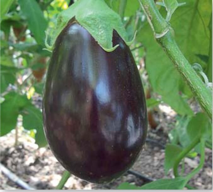 Эскимо F1 - баклажан с необычной формой плодов
