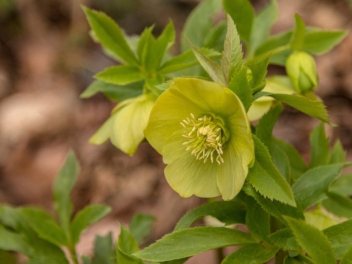 морозник посадка и уход в открытом грунте фото. хелеборус зеленый. морозник зеленый цветок. морозник вариегатный. морозник зеленого цвета.