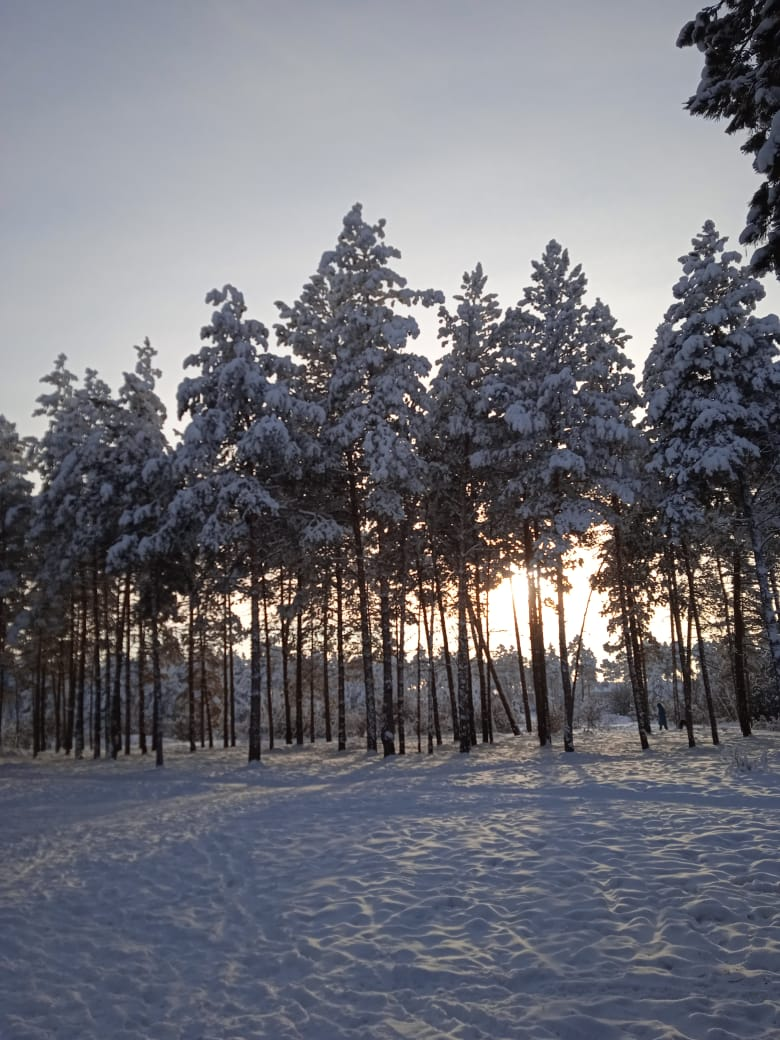 Деревья в зимних шубах !