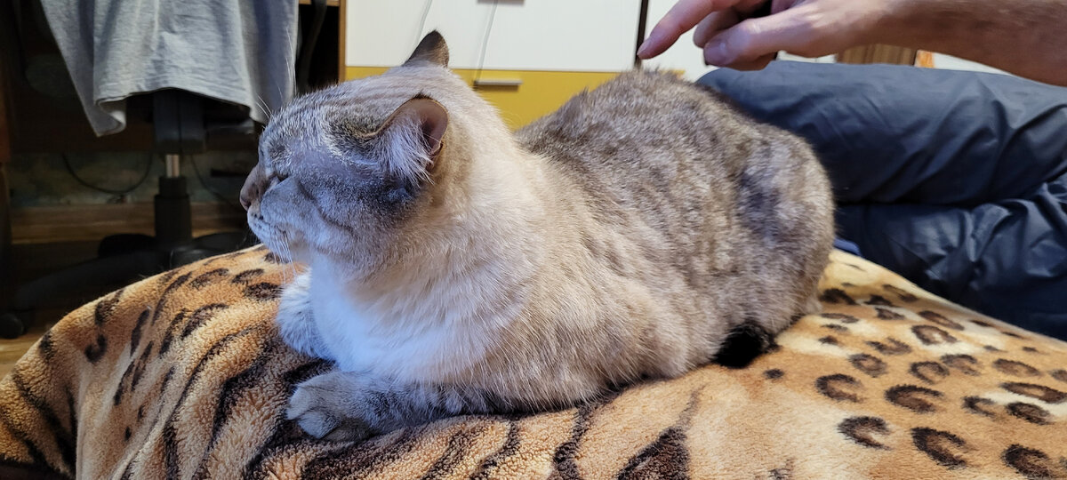 Как ты достал...